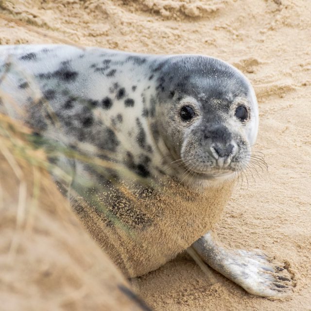 Seal At Horsey Beach