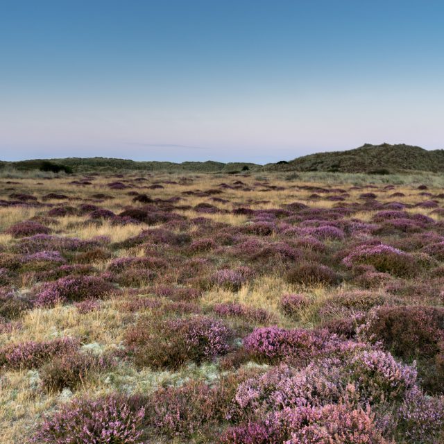 Heather At Winterton