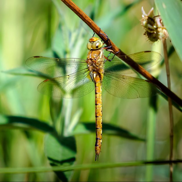 Norfolk Hawker Dragonfly